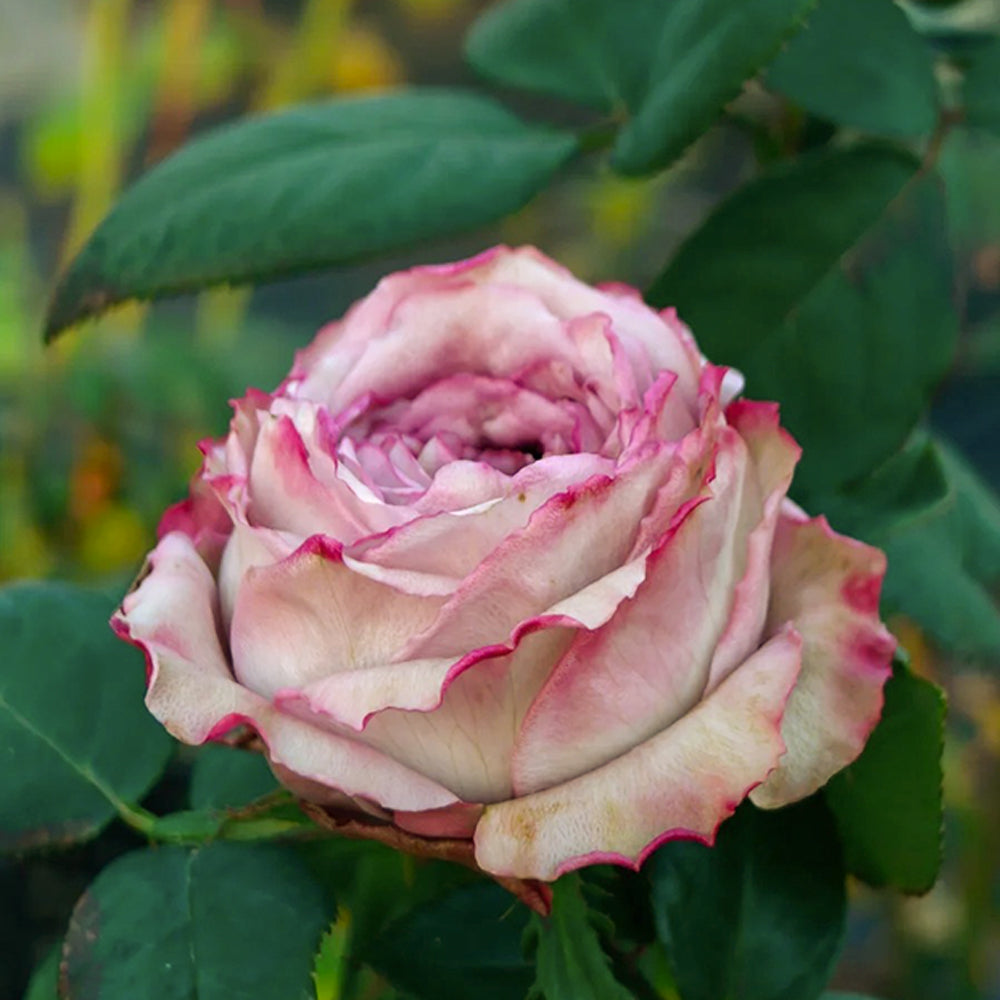 Pablo Vase Japanese Florist Shrub Rose