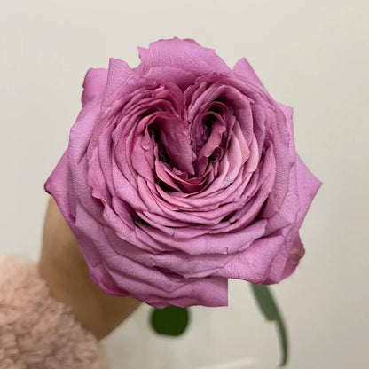 Pablo Vase Japanese Florist Shrub Rose
