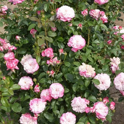 Paris Japanese Florist Shrub Rose