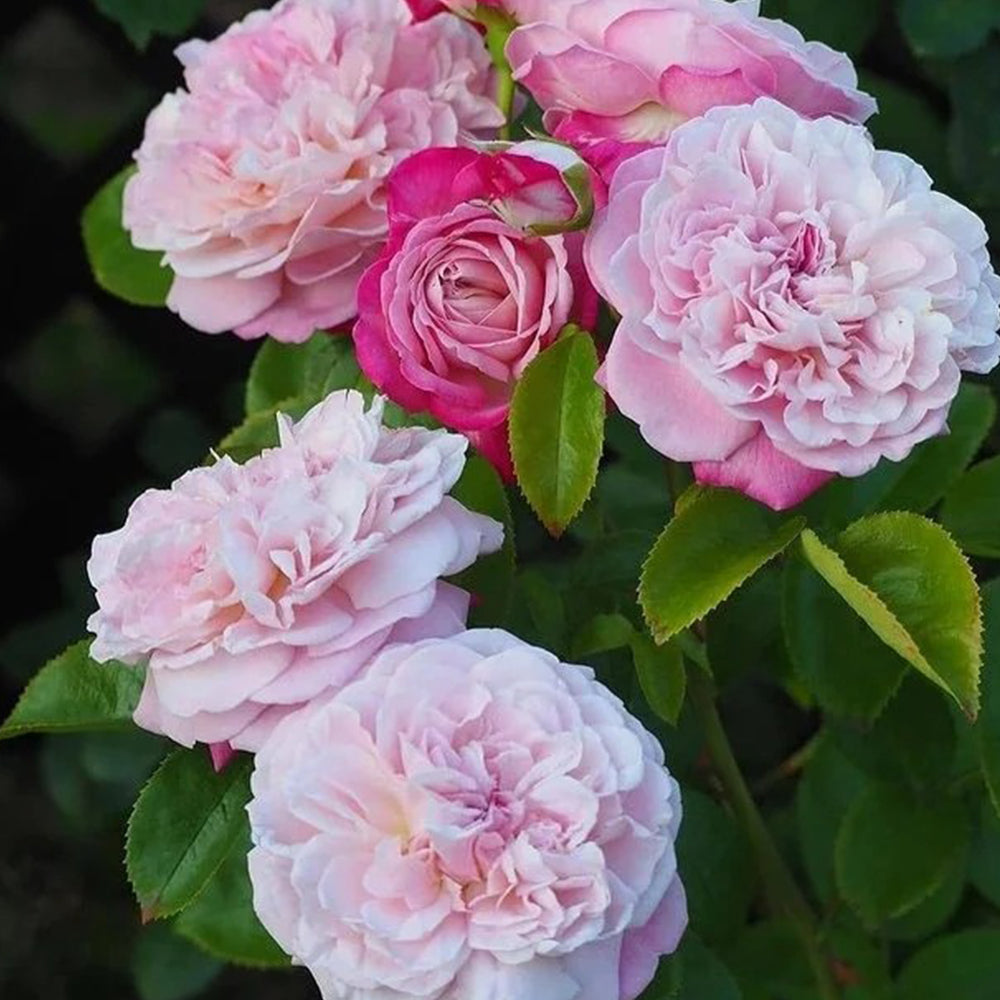 Paris Japanese Florist Shrub Rose