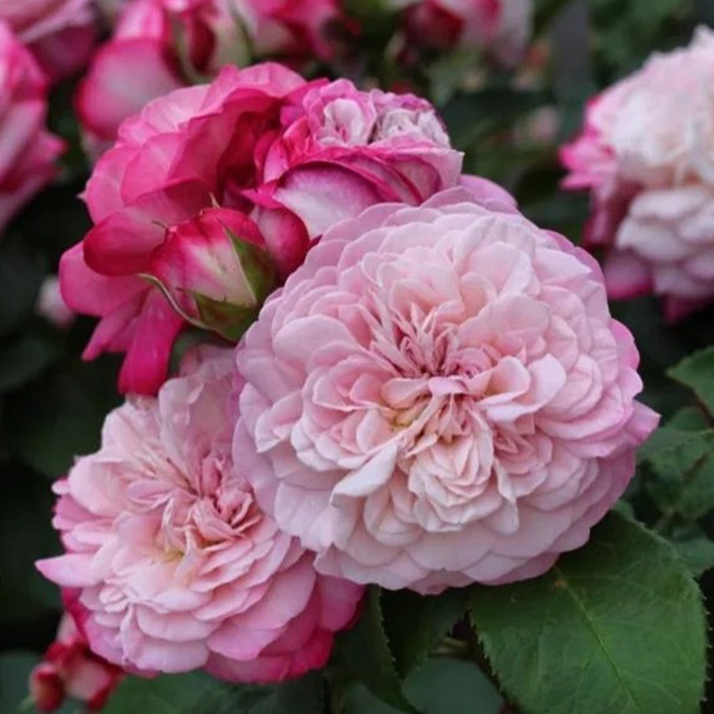 Paris Japanese Florist Shrub Rose