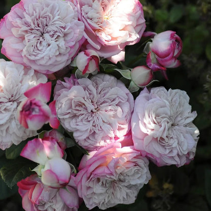 Paris Japanese Florist Shrub Rose