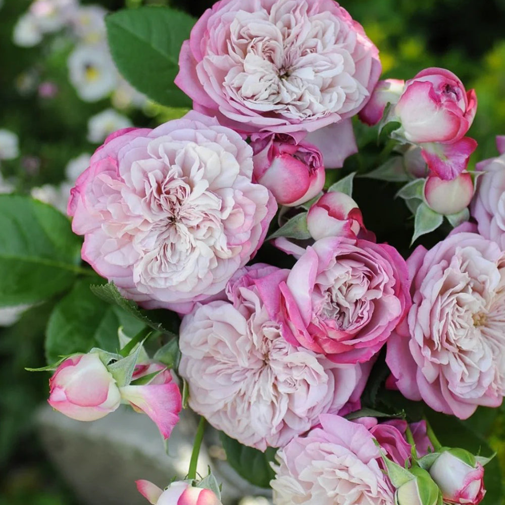 Paris Japanese Florist Shrub Rose