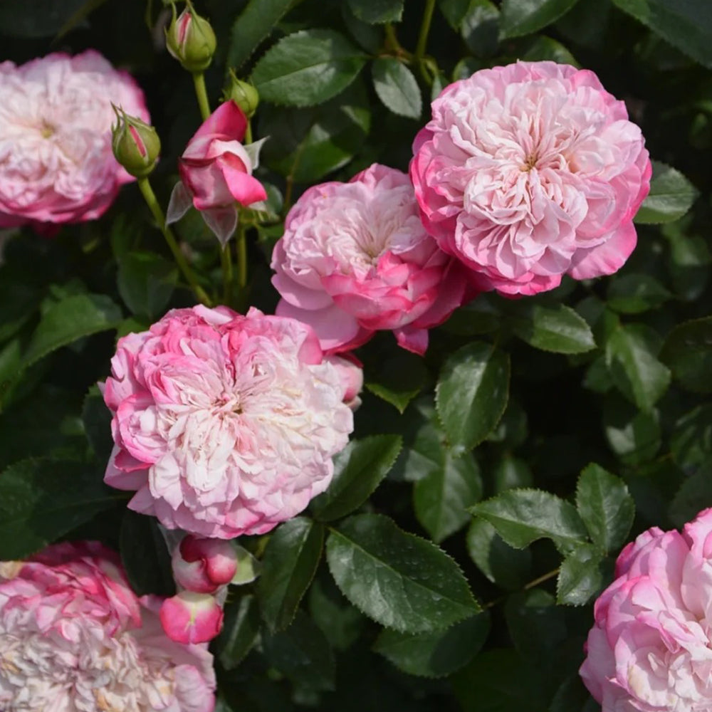 Paris Japanese Florist Shrub Rose