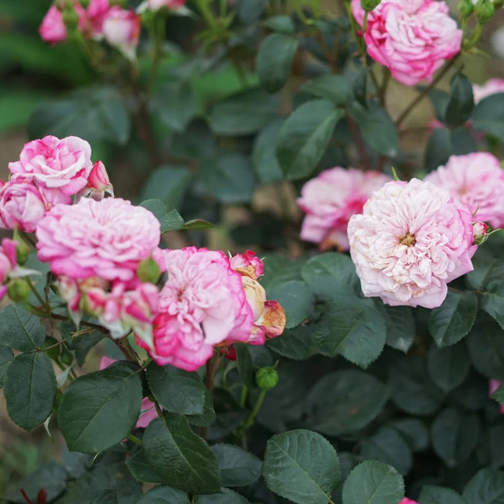 Paris Japanese Florist Shrub Rose