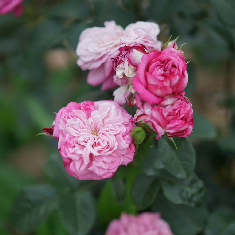 Paris Japanese Florist Shrub Rose