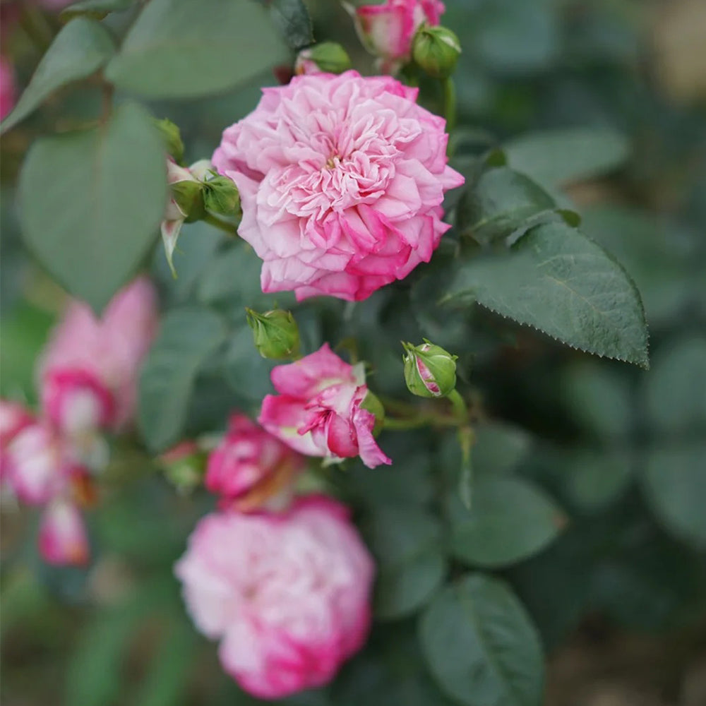 Paris Japanese Florist Shrub Rose