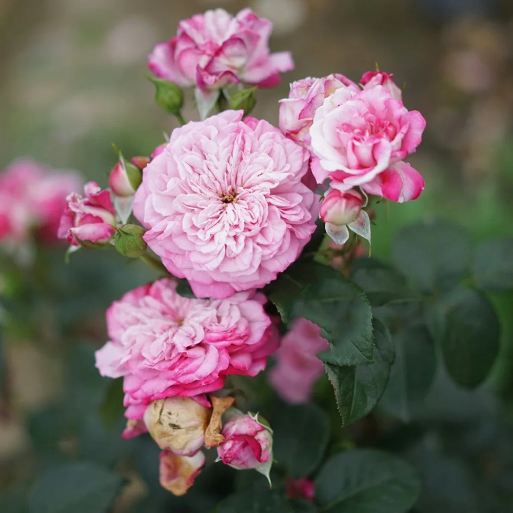 Paris Japanese Florist Shrub Rose