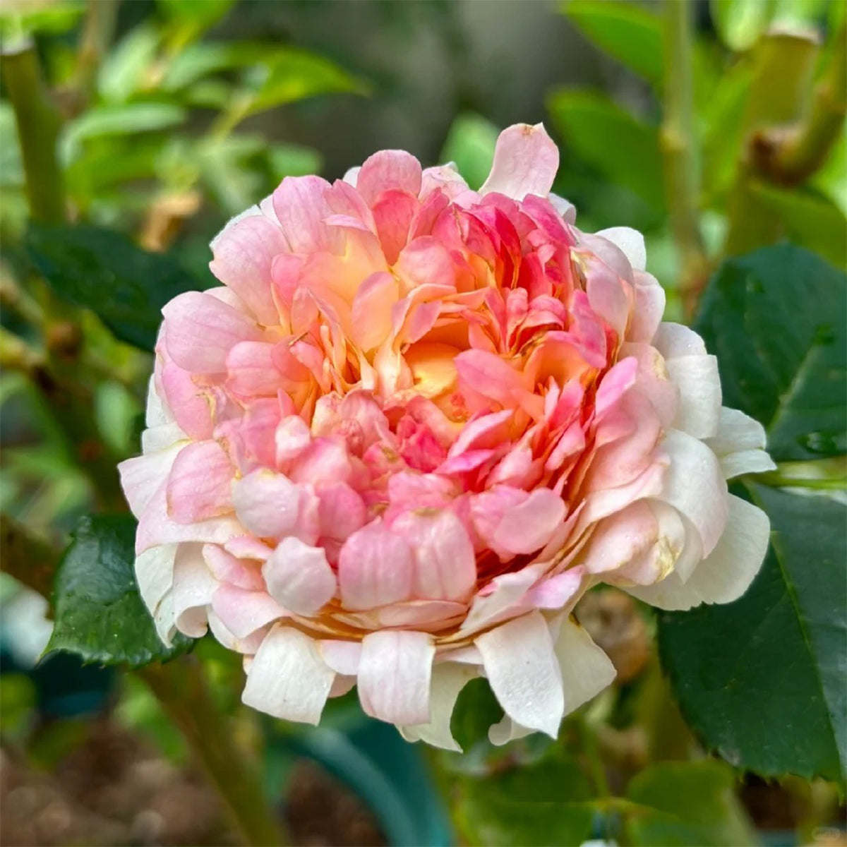 Peach Anemone Florist Shrub Rose