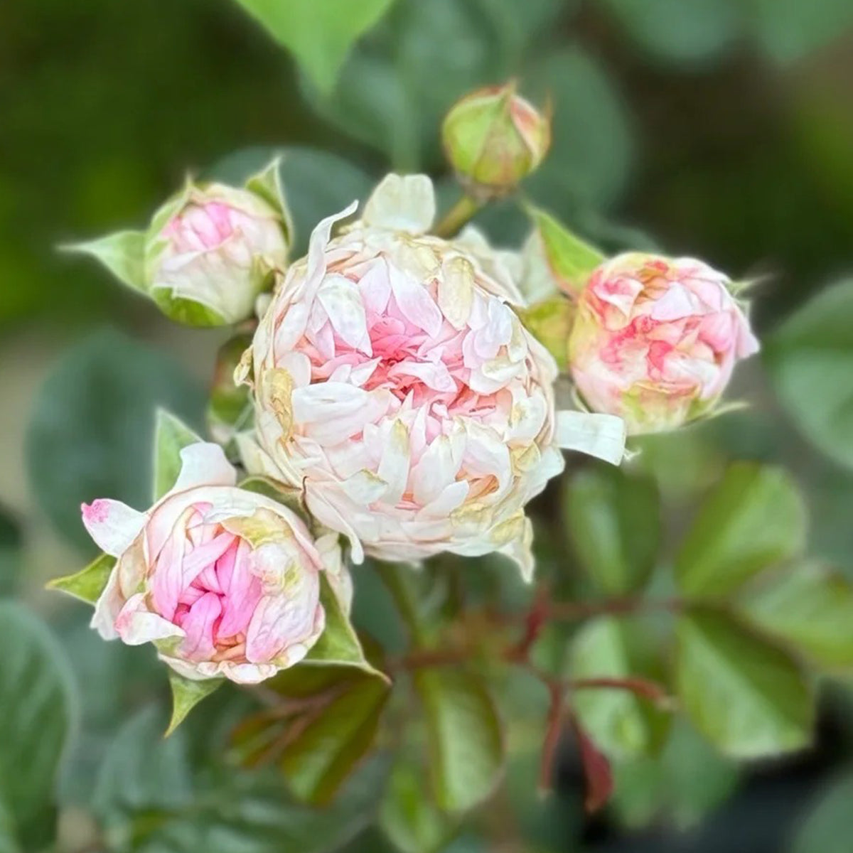 Peach Anemone Florist Shrub Rose