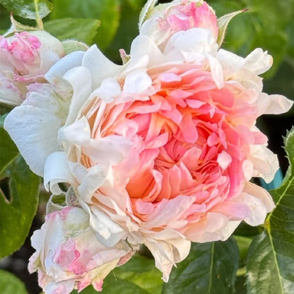 Peach Anemone Florist Shrub Rose