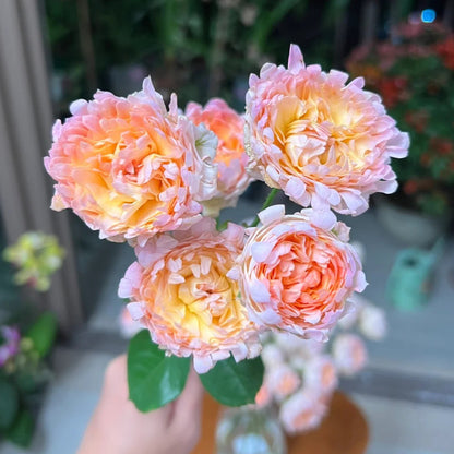 Peach Anemone Florist Shrub Rose