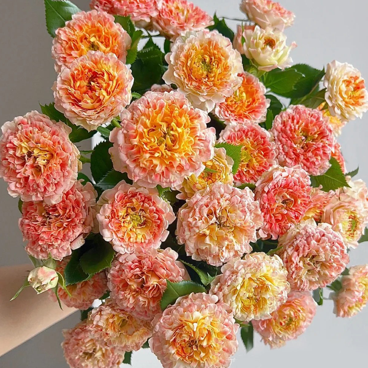 Peach Anemone Florist Shrub Rose – Highgarden Roses