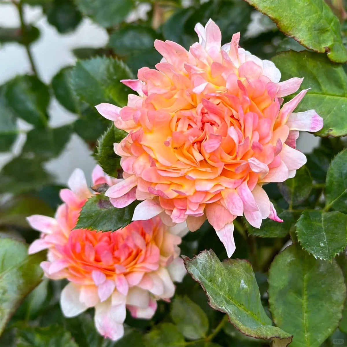 Peach Anemone Florist Shrub Rose