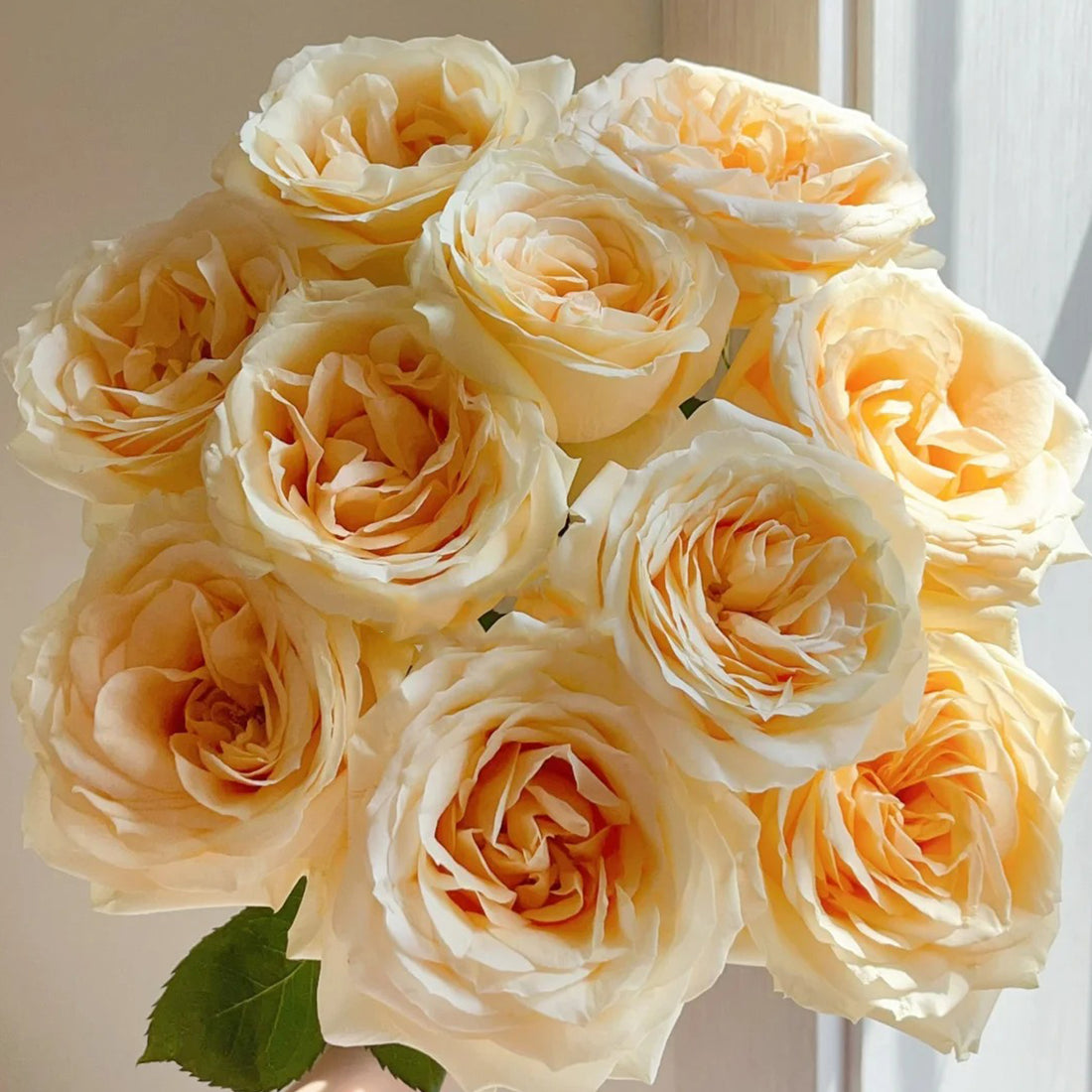 Peach Avalanche Netherlands Florist Shrub Rose