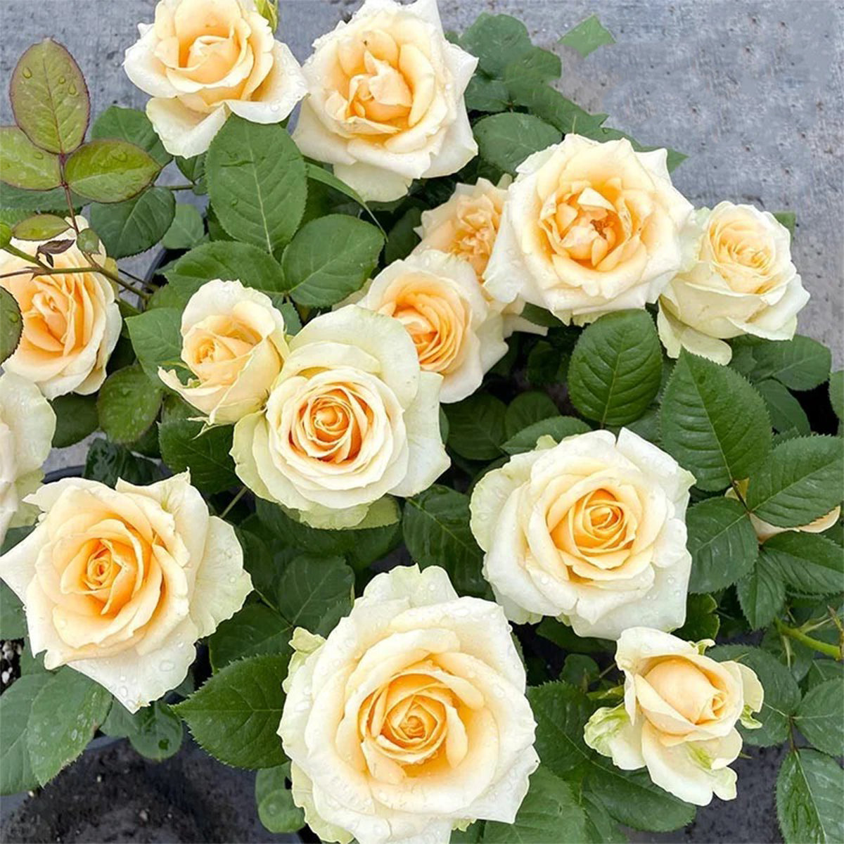 Peach Avalanche Netherlands Florist Shrub Rose