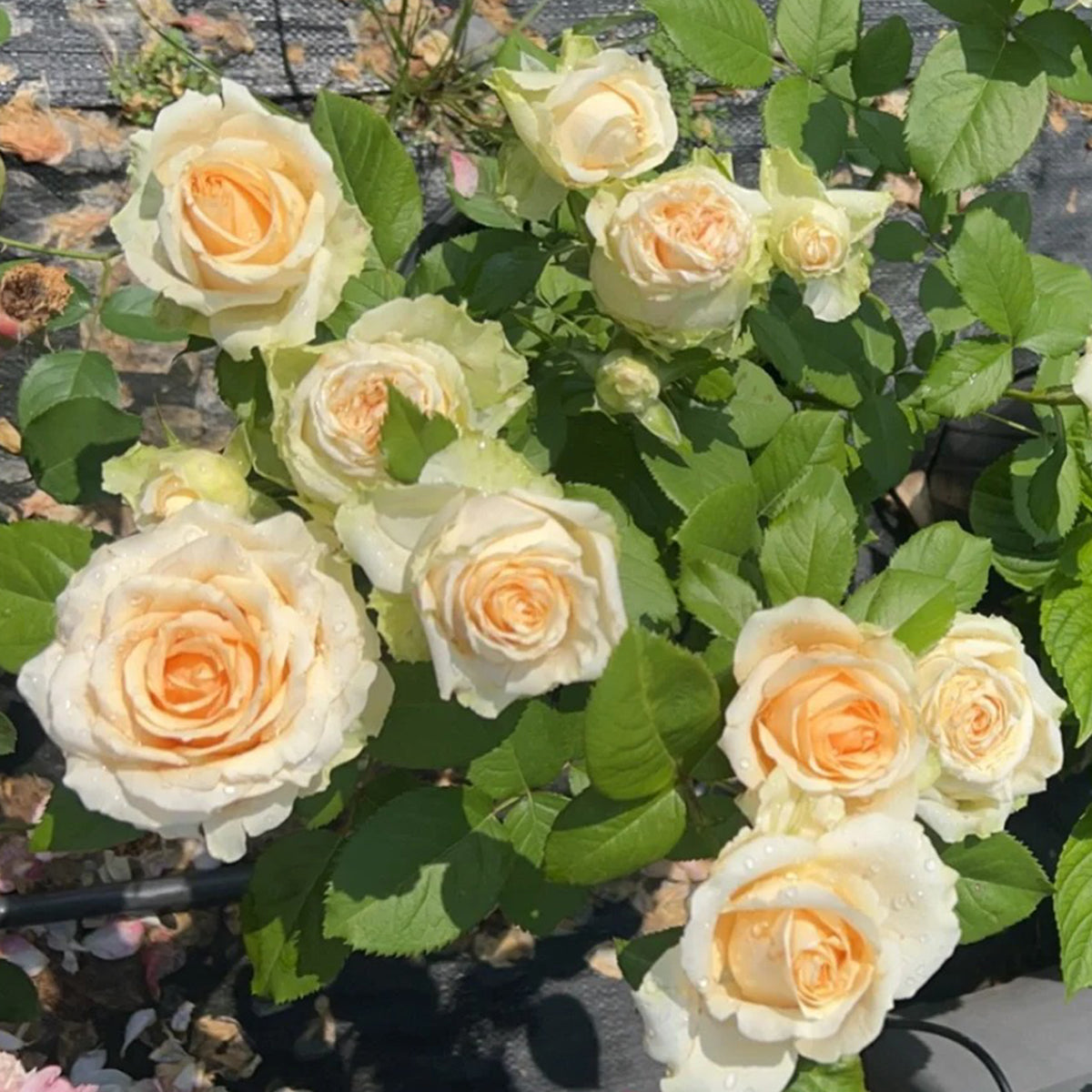 Peach Avalanche Netherlands Florist Shrub Rose