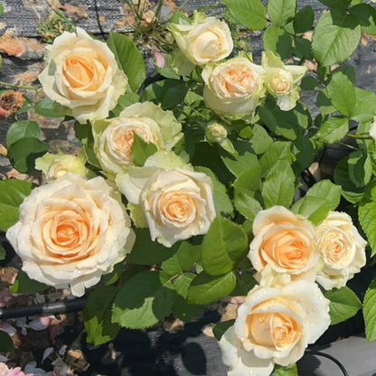 Peach Avalanche Netherlands Florist Shrub Rose