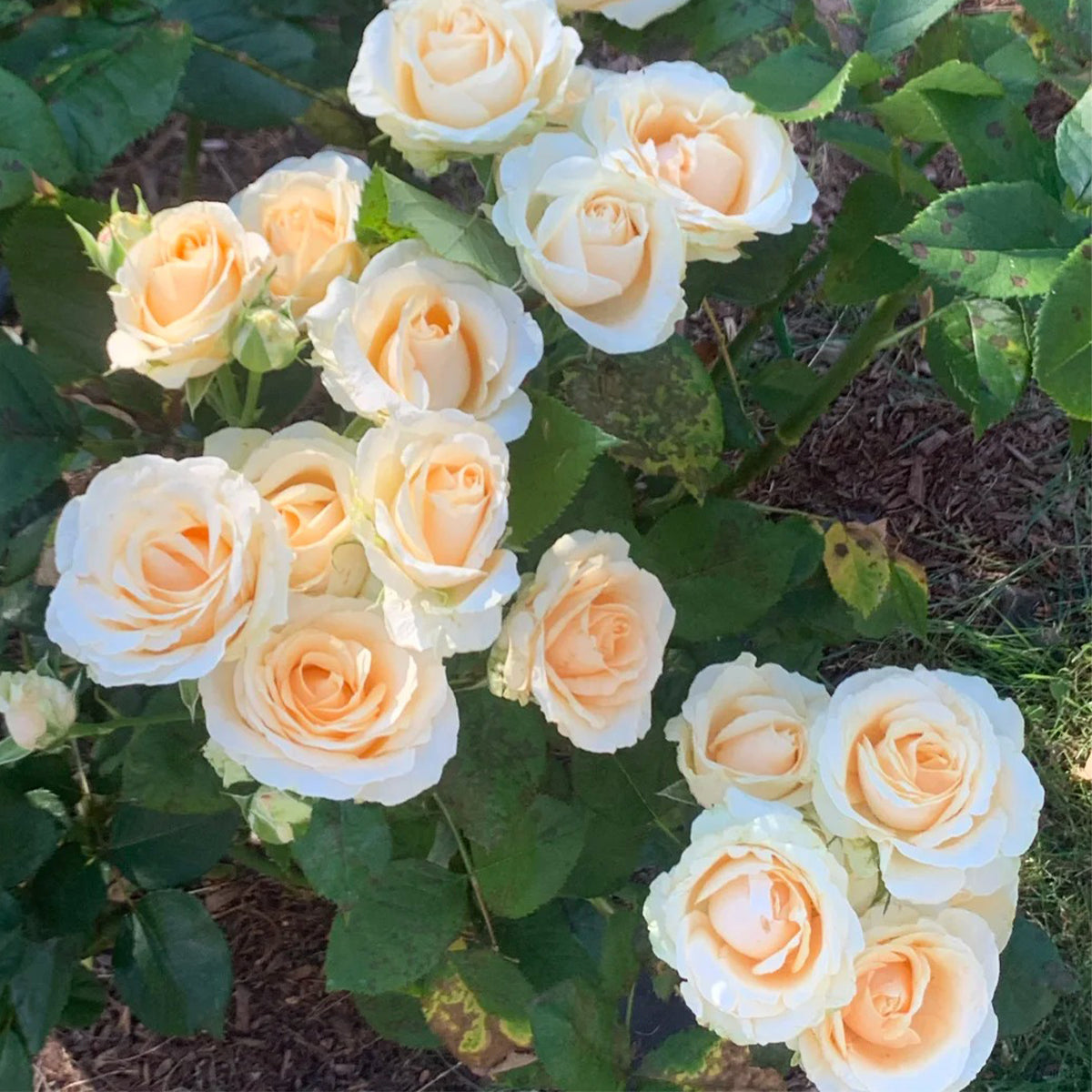 Peach Avalanche Netherlands Florist Shrub Rose