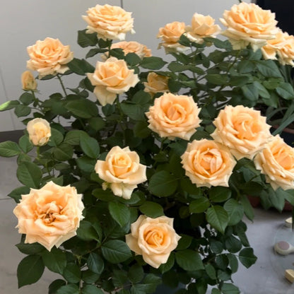 Peach Avalanche Netherlands Florist Shrub Rose