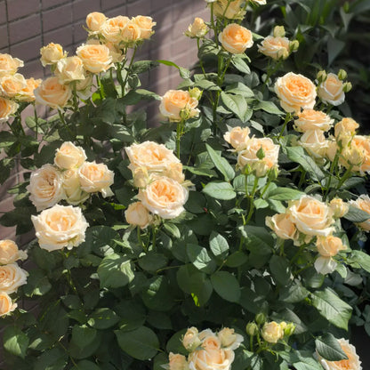 Peach Avalanche Netherlands Florist Shrub Rose