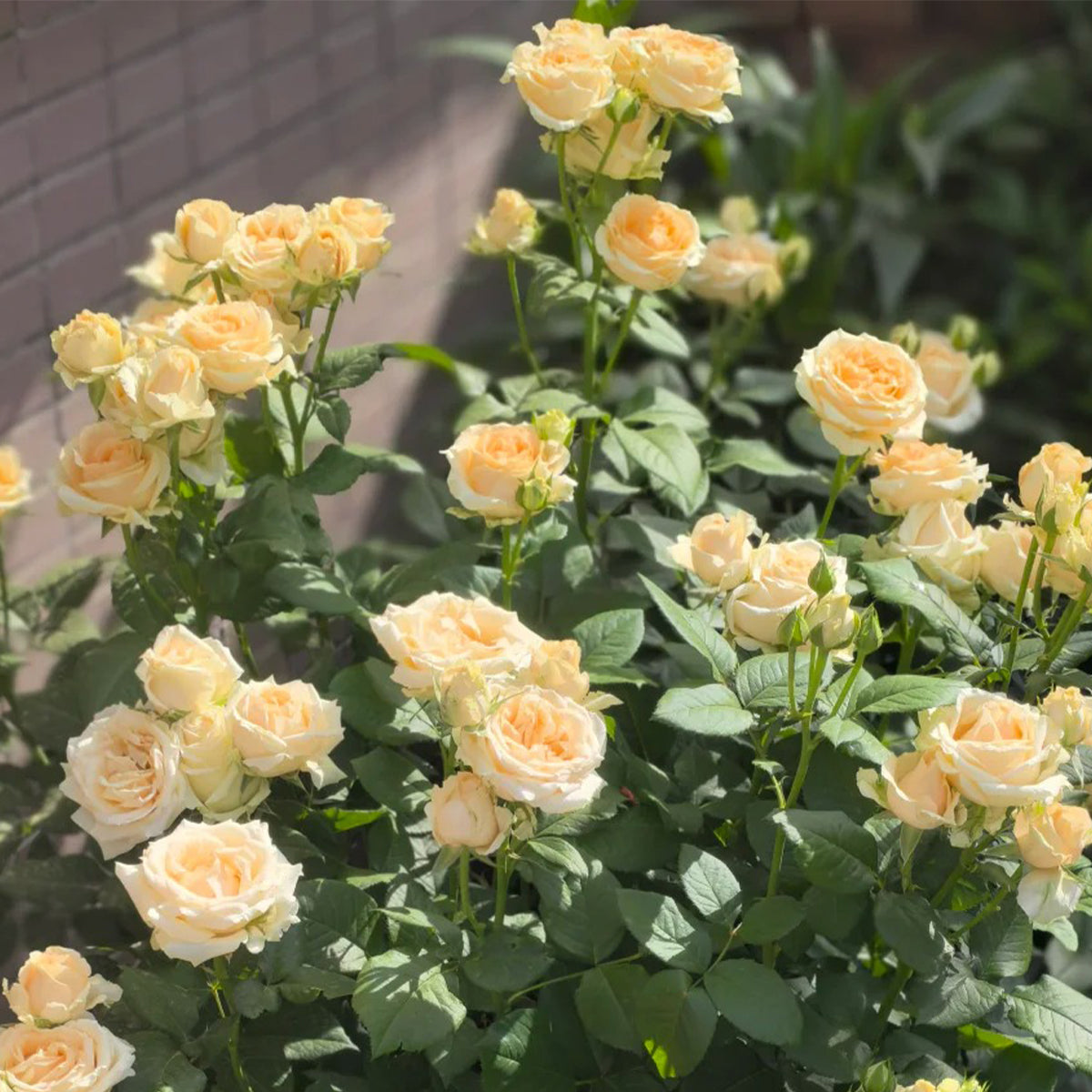 Peach Avalanche Netherlands Florist Shrub Rose