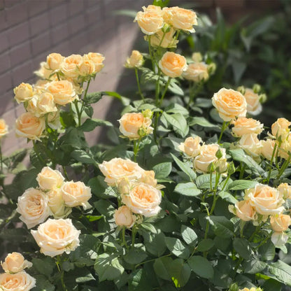 Peach Avalanche Netherlands Florist Shrub Rose