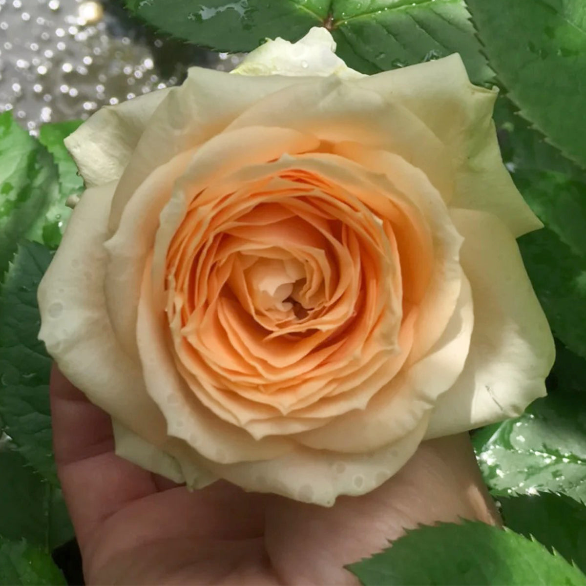 Peach Avalanche Netherlands Florist Shrub Rose
