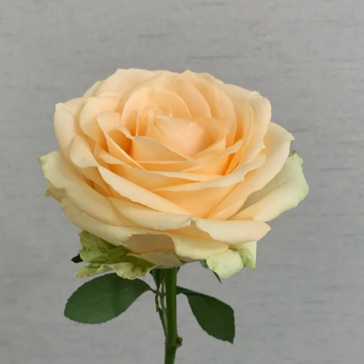 Peach Avalanche Netherlands Florist Shrub Rose
