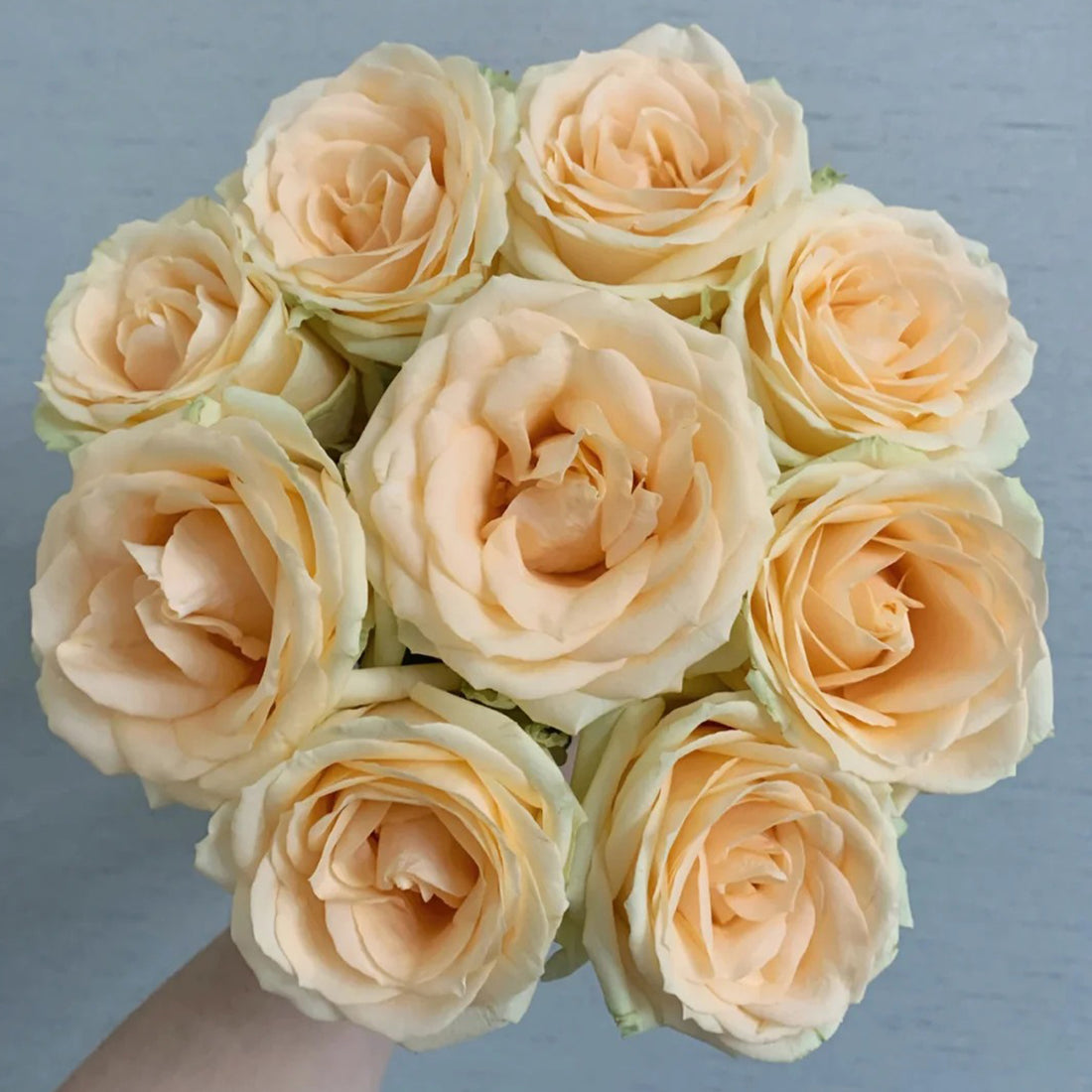 Peach Avalanche Netherlands Florist Shrub Rose