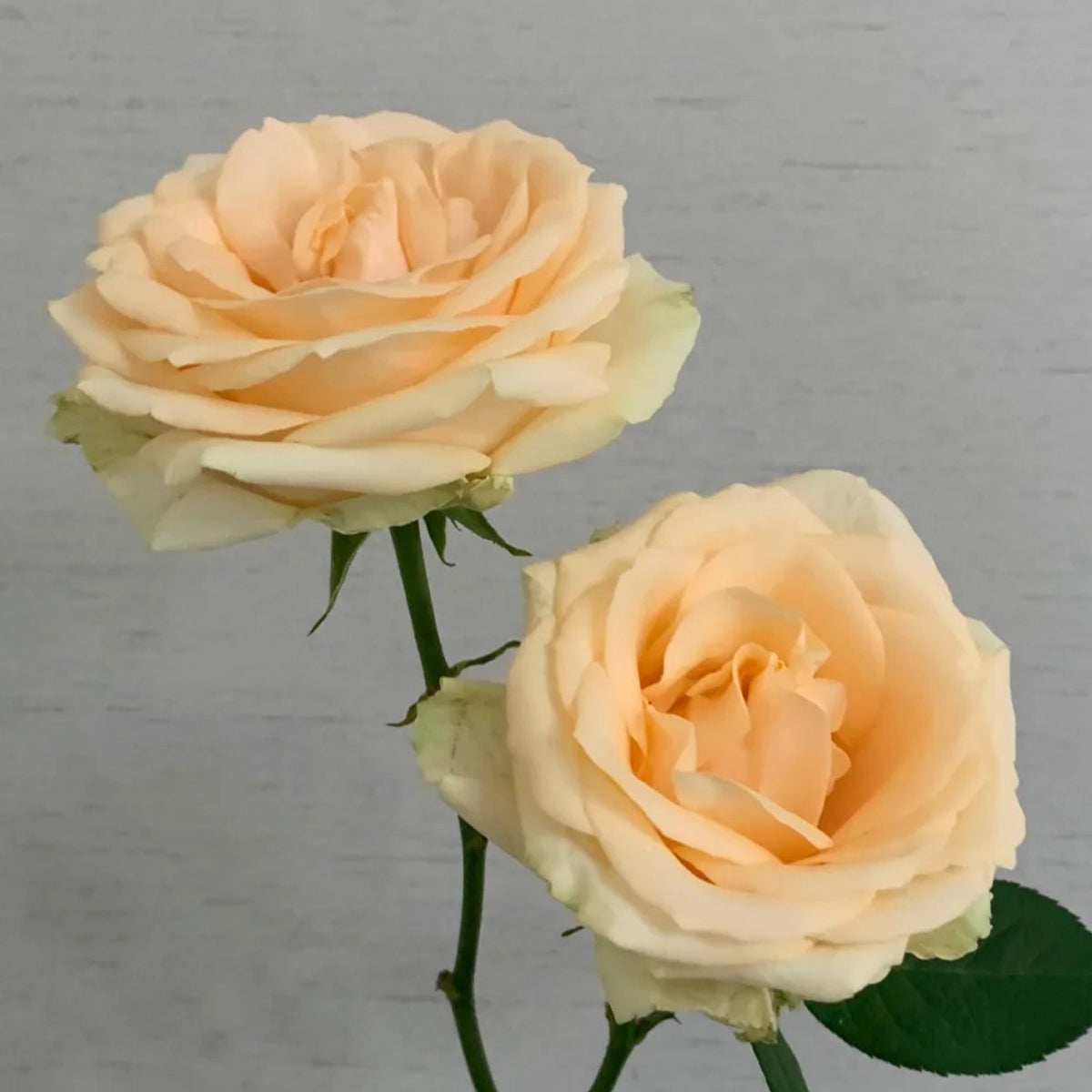 Peach Avalanche Netherlands Florist Shrub Rose