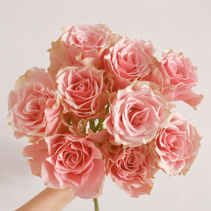 Peach Blossom Dutch Florist Shrub Rose
