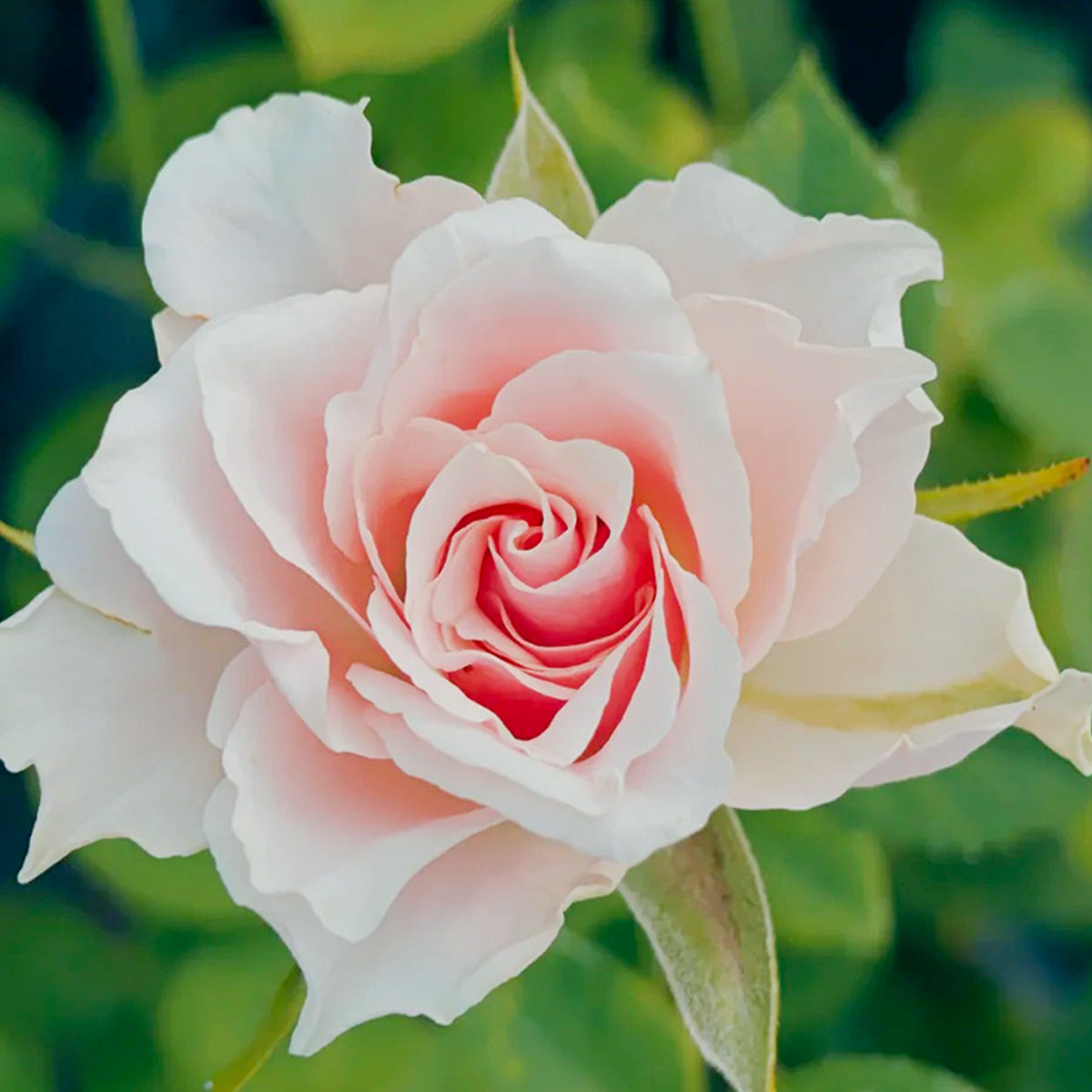Peach Blossom Dutch Florist Shrub Rose