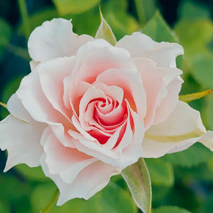 Peach Blossom Dutch Florist Shrub Rose