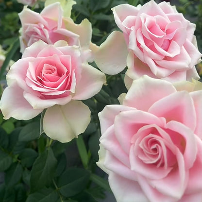 Peach Blossom Dutch Florist Shrub Rose
