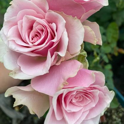 Peach Blossom Dutch Florist Shrub Rose