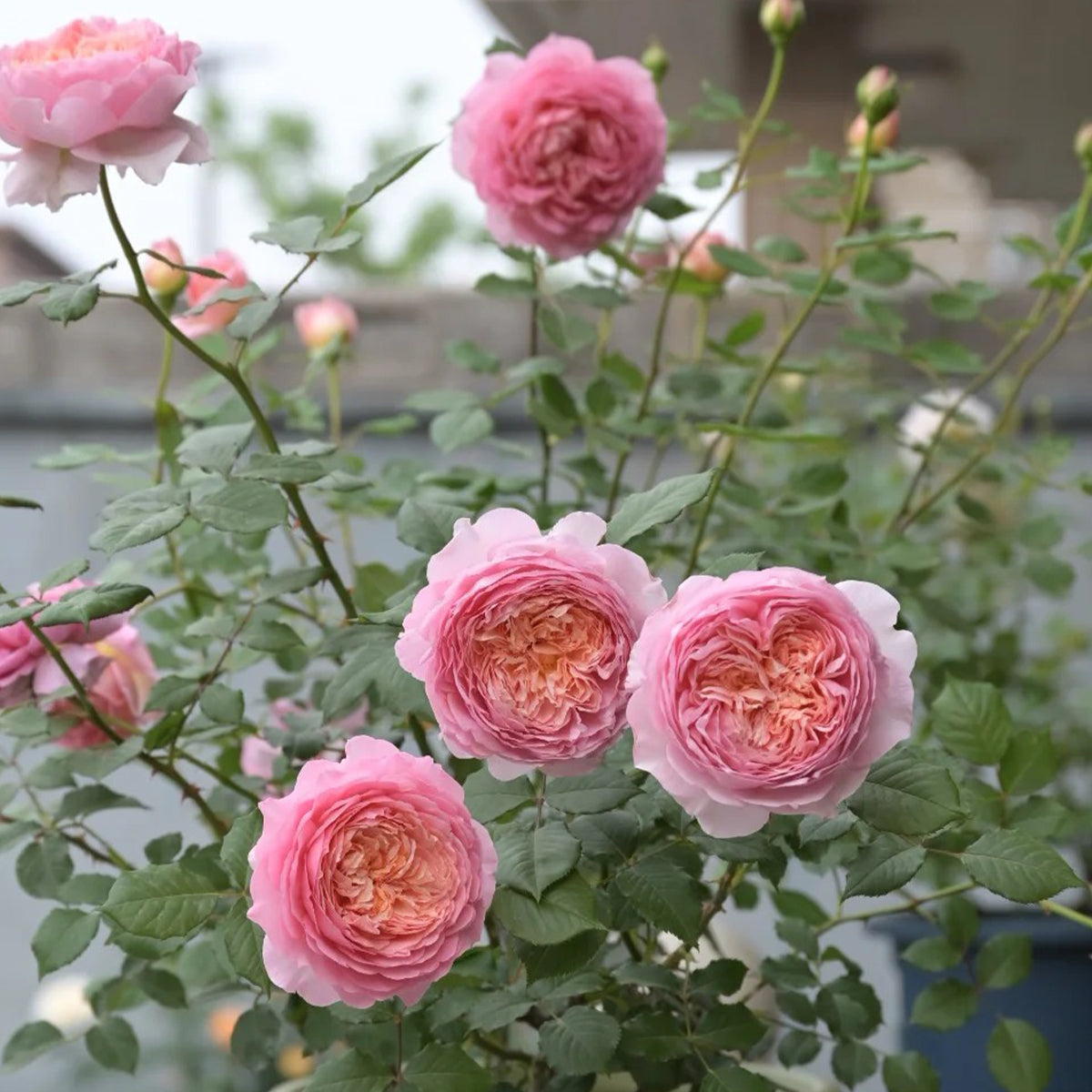 Peach Tint Chinese Florist Shrub Rose