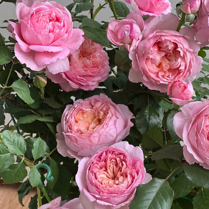 Peach Tint Chinese Florist Shrub Rose