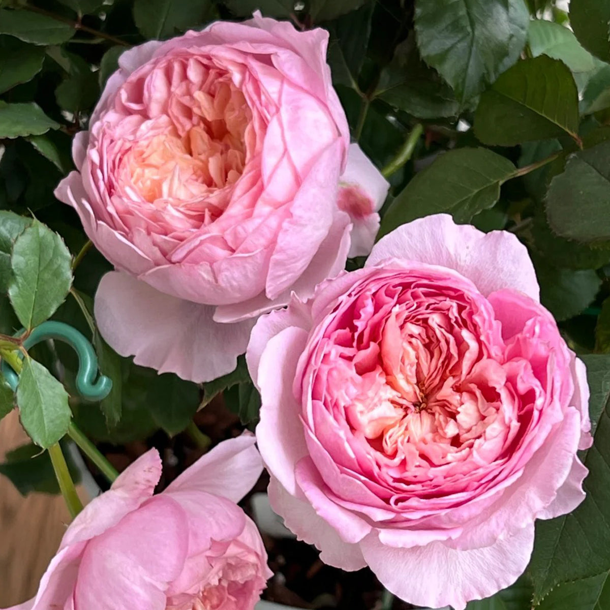 Peach Tint Chinese Florist Shrub Rose