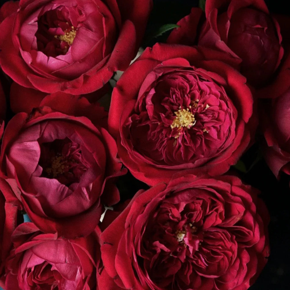 Peony Red Florist Shrub Rose