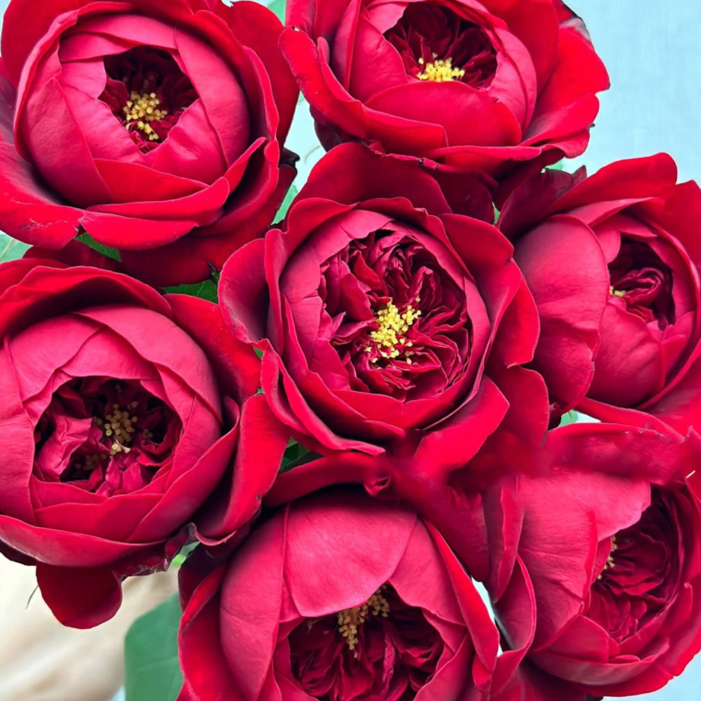 Peony Red Florist Shrub Rose