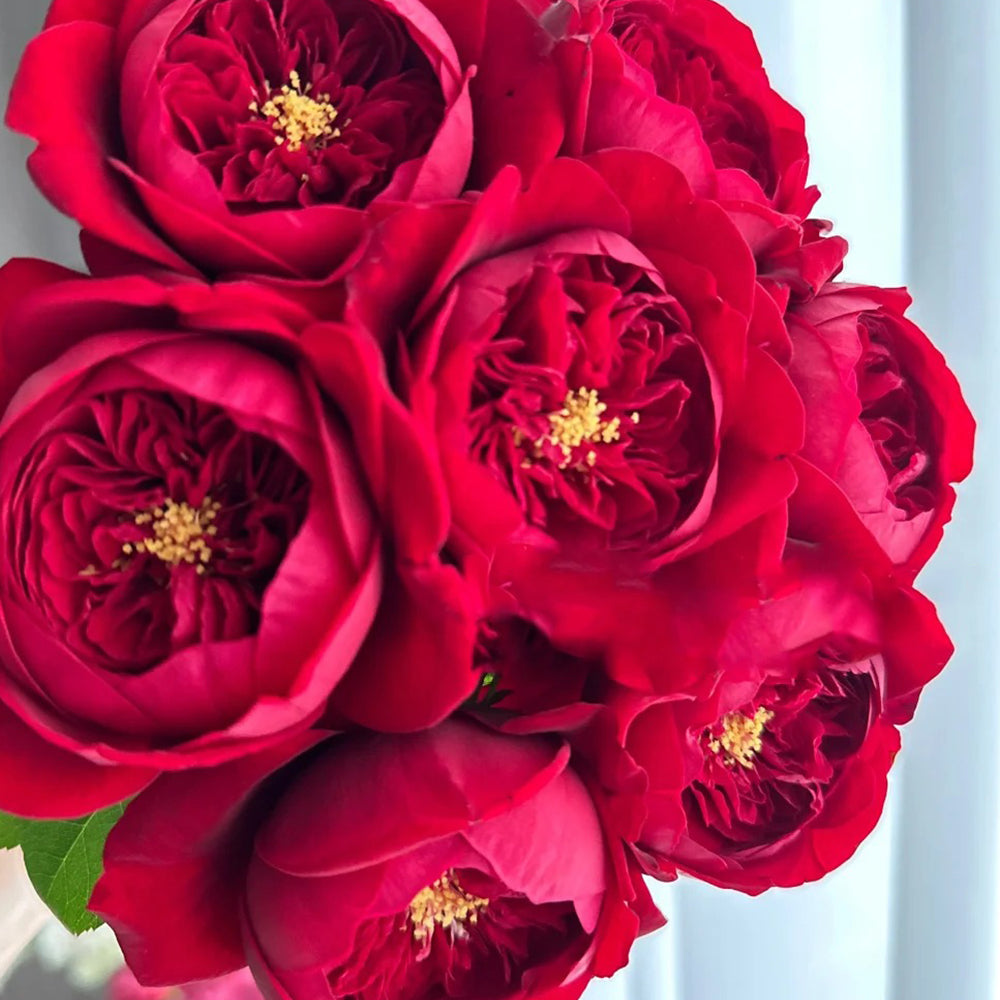 Peony Red Florist Shrub Rose