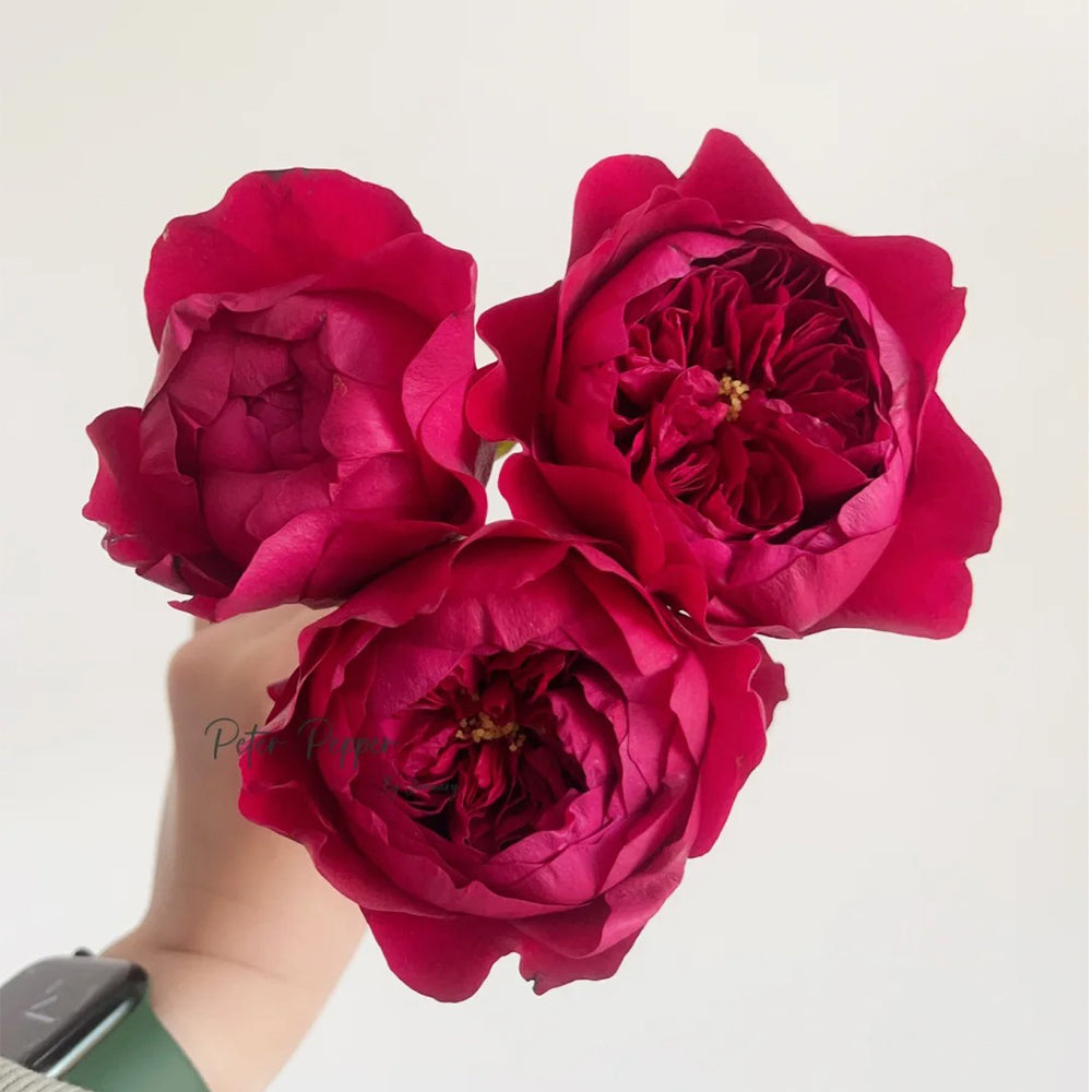 Peony Red Florist Shrub Rose