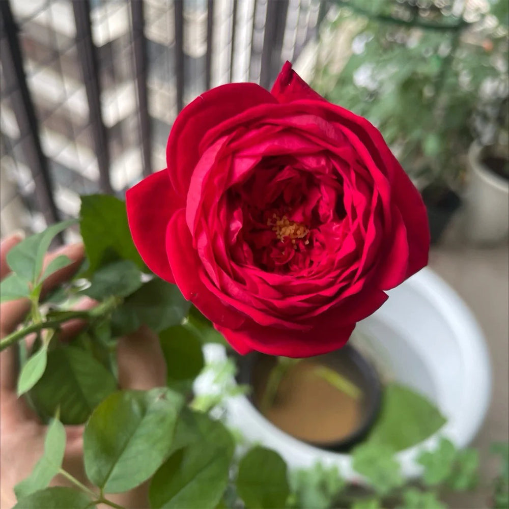 Peony Red Florist Shrub Rose