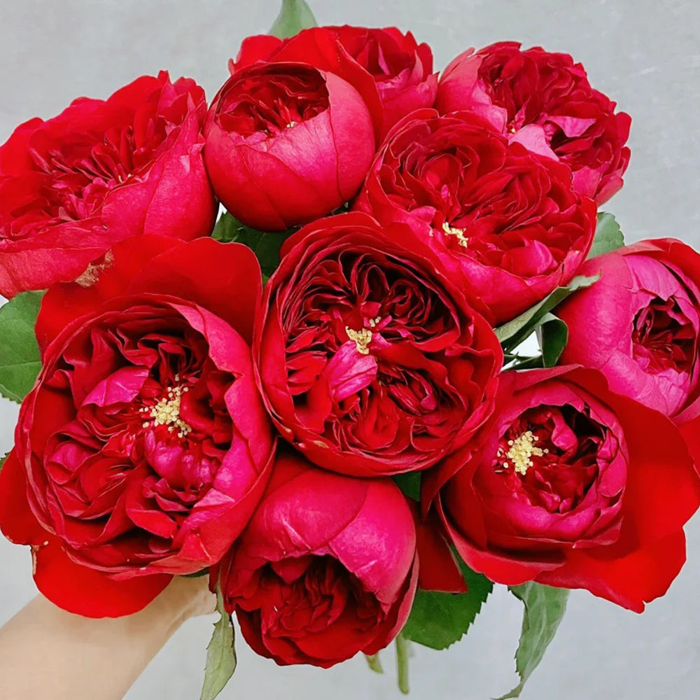 Peony Red Florist Shrub Rose