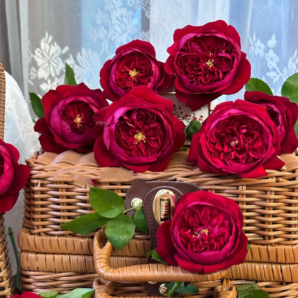 Peony Red Florist Shrub Rose