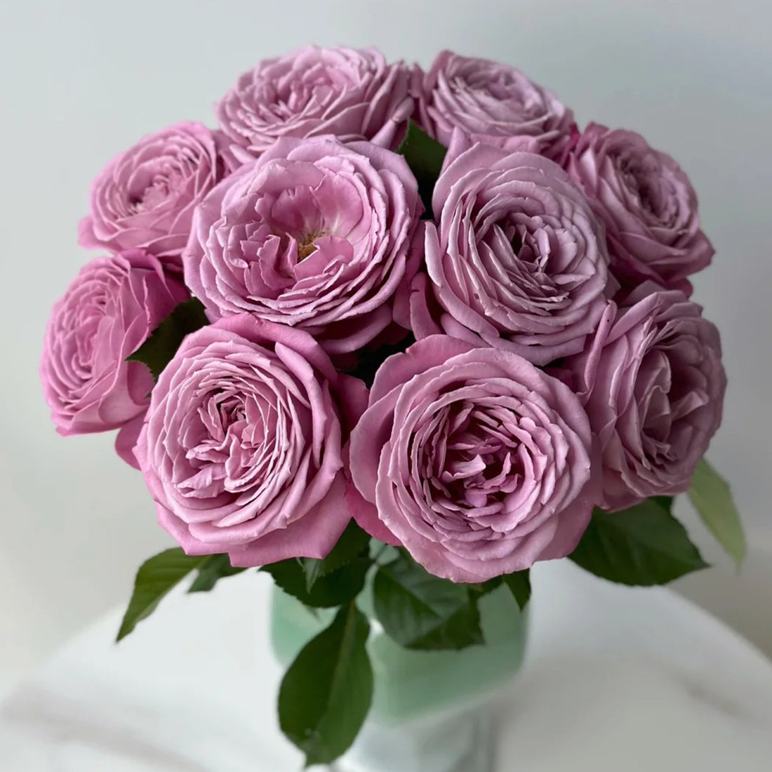 Perfume Purple Japanese Florist Shrub Rose