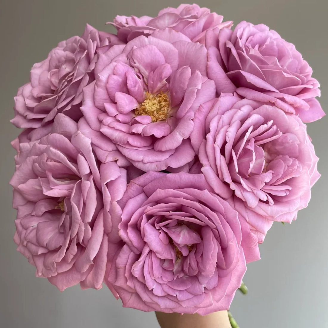 Perfume Purple Japanese Florist Shrub Rose