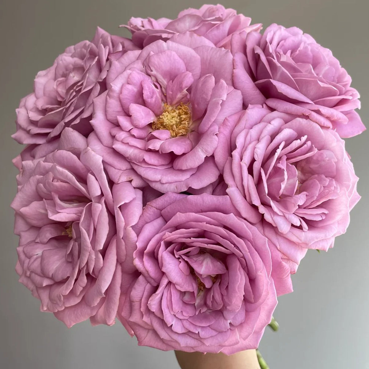 Perfume Purple Japanese Florist Shrub Rose
