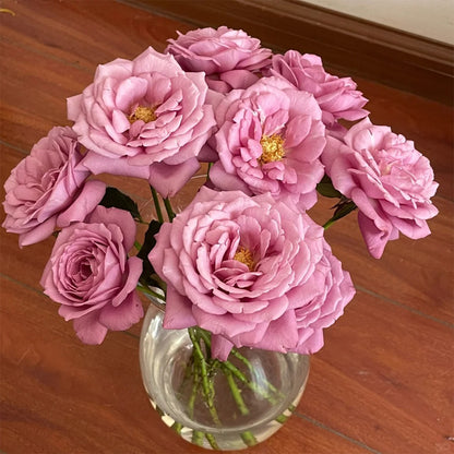 Perfume Purple Japanese Florist Shrub Rose